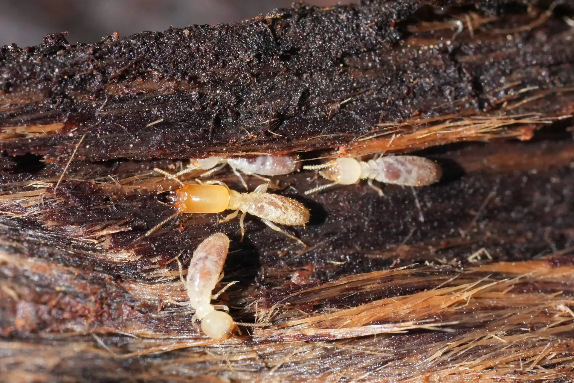 Termite Repair
