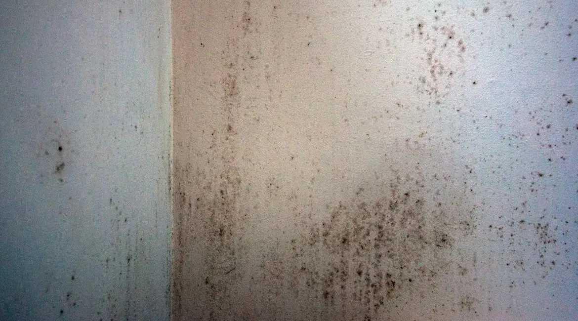 Crawl Space Moisture Repair