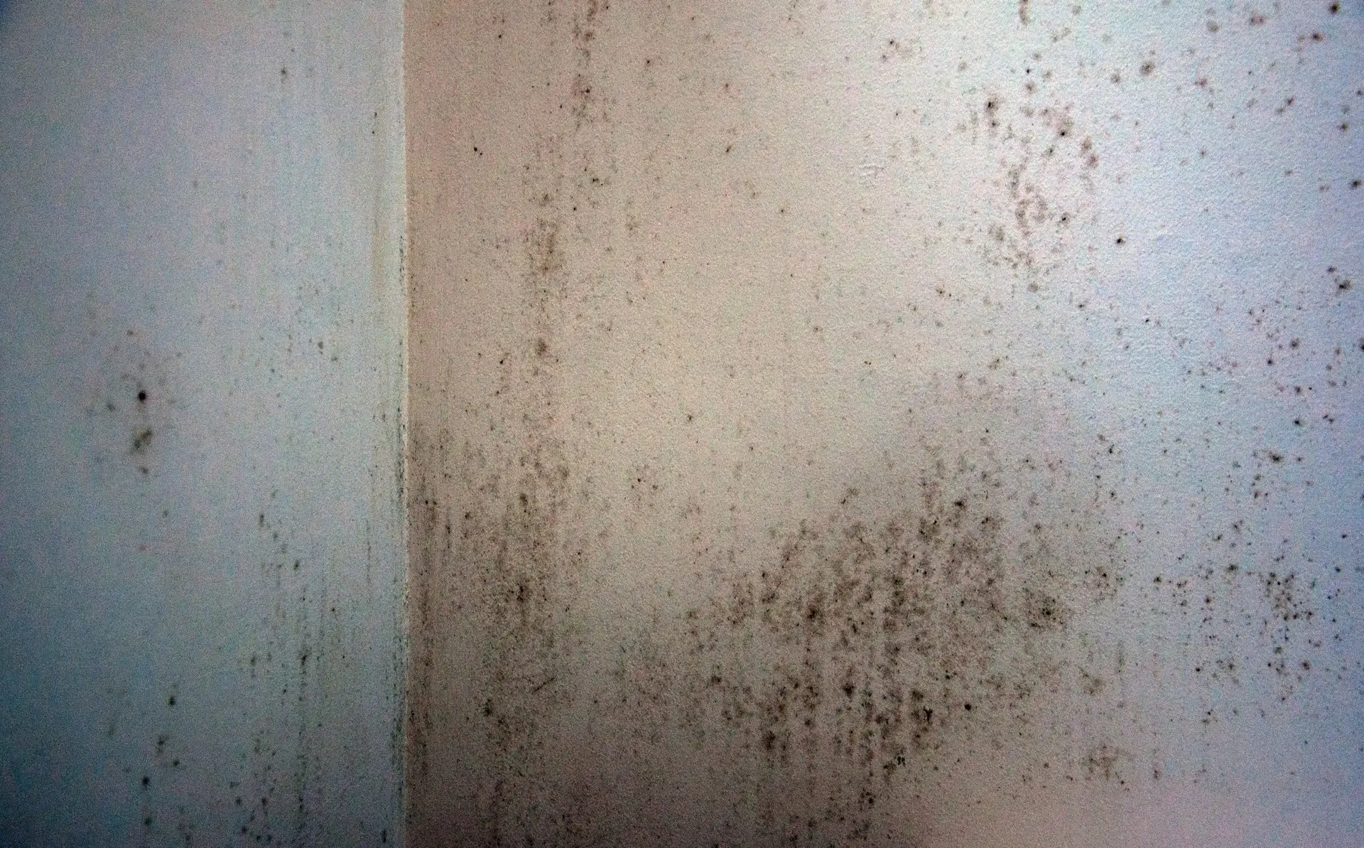 Crawl Space Moisture Repair